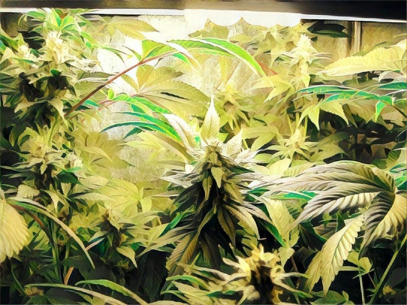 Growing your own: the flowering phase