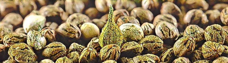 Seed logistics… storing and shipping your magic beans