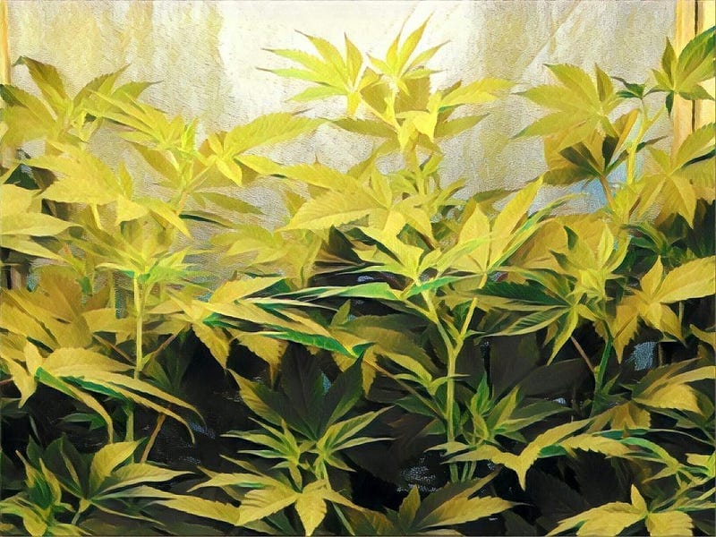 Growing your own: the vegetative phase