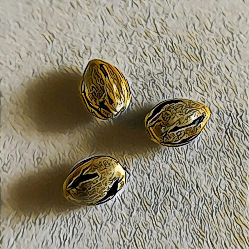 What are feminized seeds?