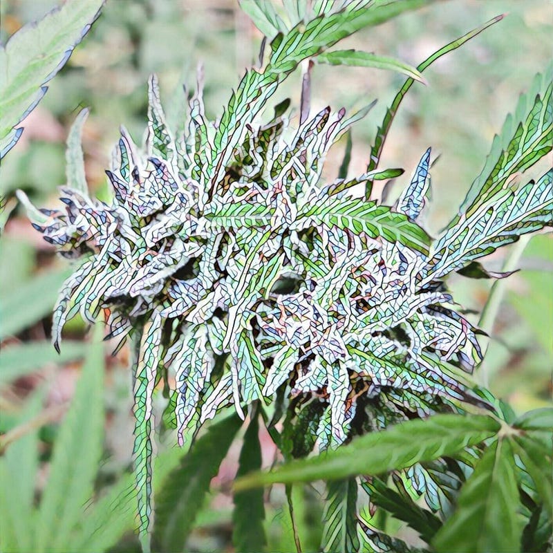 What is an Autoflowering Strain?
