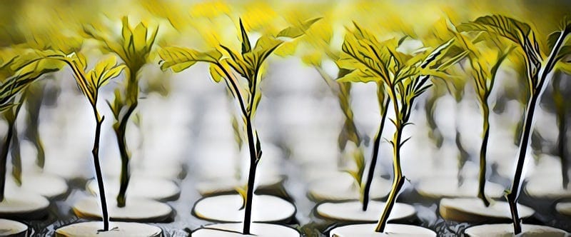 How to Make Hemp Clones?