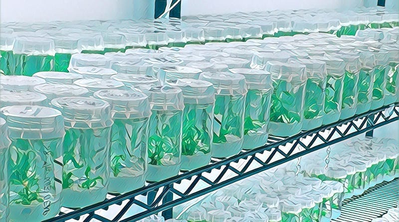 What is Hemp Tissue Culture?